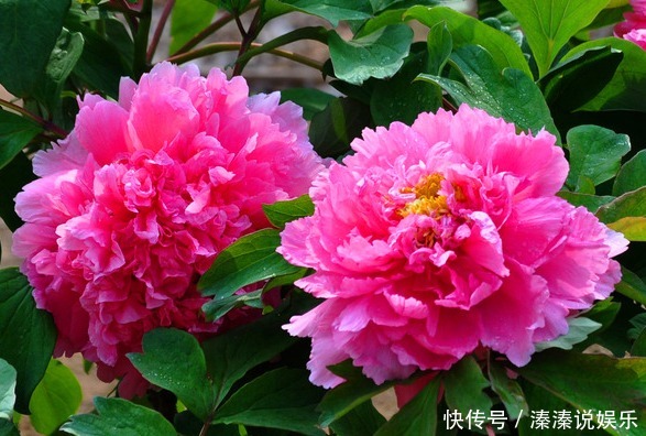 此花被誉为“花中之王”,雍容华贵仪态万千,象征着爱情的付出