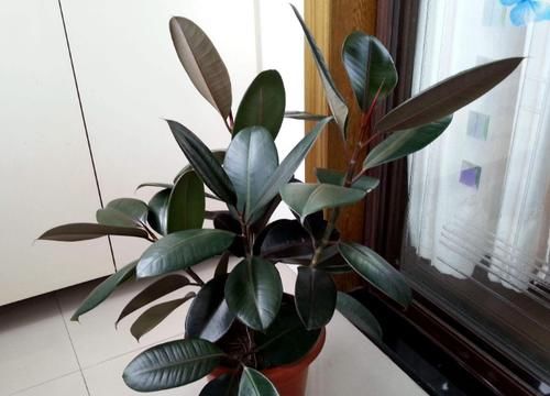 痴迷养花不要错过这“5款”，漂亮好养又杀菌除尘，让人待得舒服