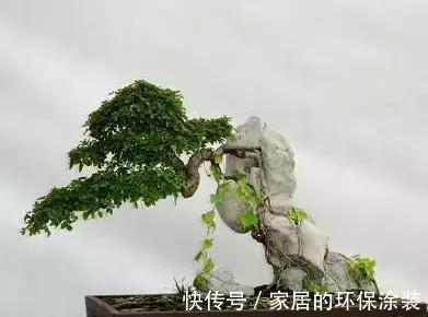 漂亮|漂亮的附石盆景,令人爱不忍释