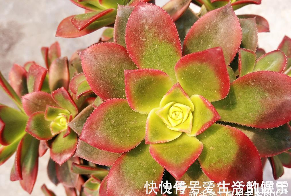 黄金花|养多肉不想买土?试试此8个品种,它们可以说是最不挑土的多肉了