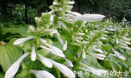 花中西施|农历8月7日起,养花试试这几款,花开美艳绝伦,阳台变花园