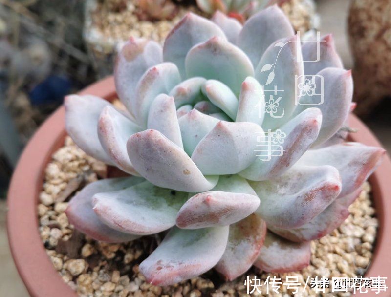 廿六|新手养多肉，常犯5个误区，不是多肉不好养，是你不会养