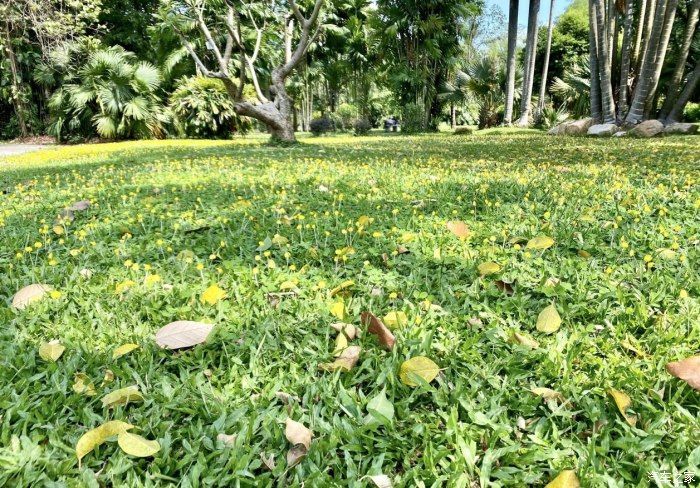 倒车影像|【助力夺冠2021】最佳拍档非你莫属，劲客与我共赏夏日花草