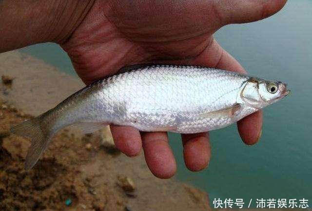 白条精?在安徽老家钓获巨型白条鱼,朋友:能长这么大,真没见过