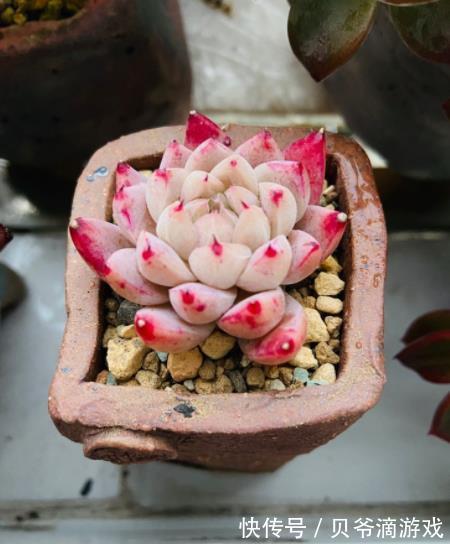 月影系|11月养盆多肉西施,叶片粉嫩惹人爱,养成群生肉墩子,真美