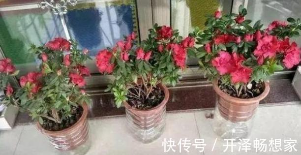 老桩|懒人家里养盆栽首选3款''大树'',株型小、身价高、寓意美