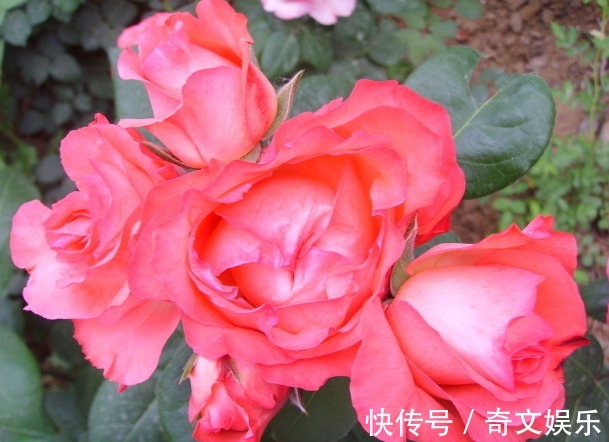 花期超长的5种花卉,超级漂亮,养护容易易开花,花香超级棒