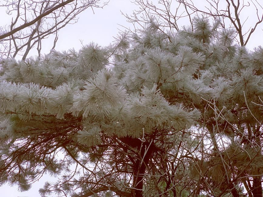 河南气温骤降 登封嵩山现雾凇奇观