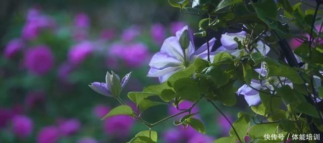 做一桌玫瑰,送给我最爱的你们~