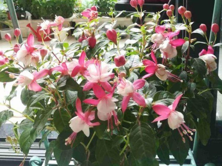 自带财运的几种花,寓意好、观赏性强,养客厅旺财又养人!