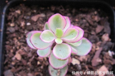 新手养花,不如养盆花中精品“莱克夫人”,粉红鲜嫩,清新脱俗