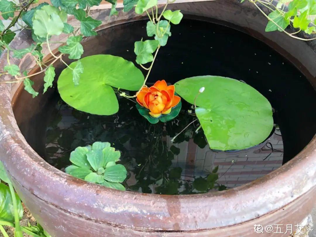 爷爷的破茶壶,全被我拿来养花,省下大笔花盆钱!