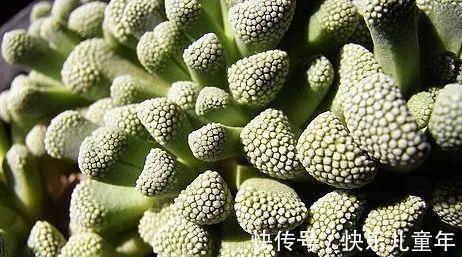 此多肉名字很仙,但实际却丑得有些雷人,据说很多人欣赏不来