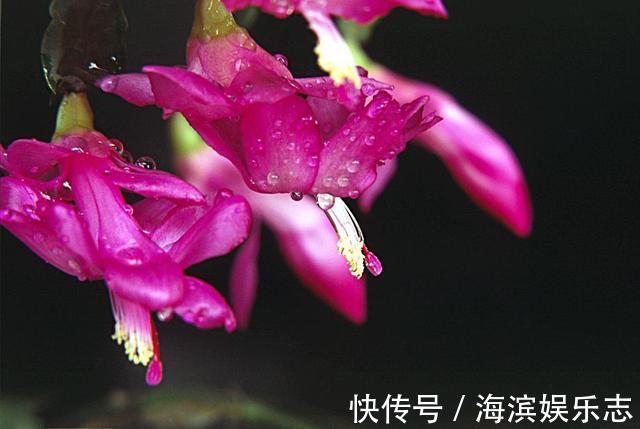 单糖|喂点“甜水”,蟹爪兰不烂根不黄叶,还开满盆花