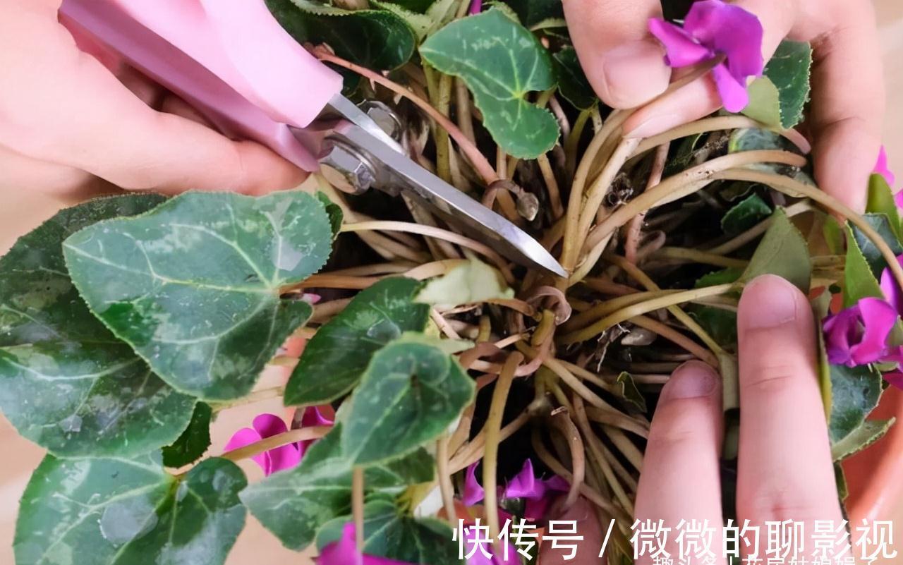 磷酸二氢钾养花作用大，它有很多个“妙用”，很多人就只知道一个