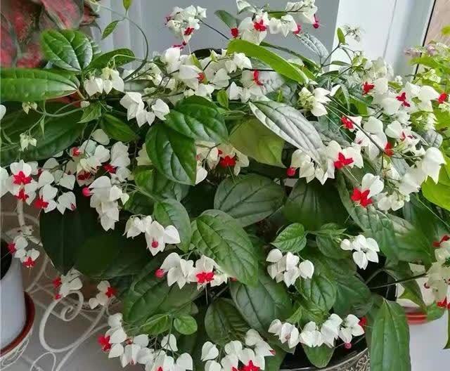 这花真奇特,开花似瑞龙吐珠,家里养几盆,典雅又大方