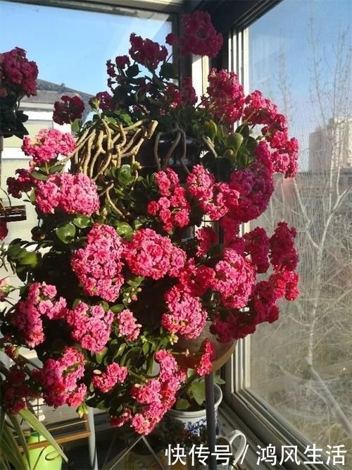 绯花玉|6种花就怕浇水多,水一多就不开花,少浇水反而开得旺!