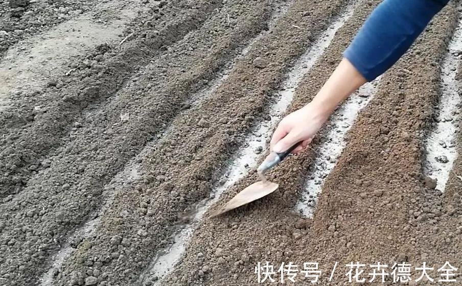采收|蔬菜长得真大,一棵能吃好几顿,一个多月采收,种一些真值