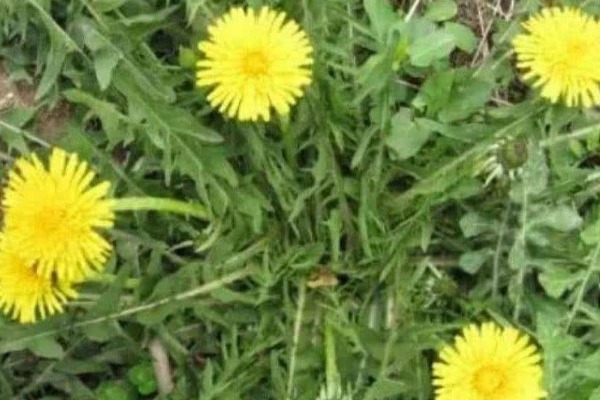 蒲公英+红枣|蒲公英和它“天生一对”,早晚坚持喝,养肝排毒,人也变年轻了