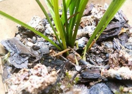  改良|正确使用柳树皮养花，可改良土壤，保植物不黄叶、不烂根！