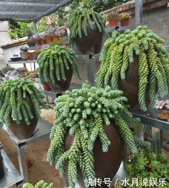 多肉|养多肉的盆土板结硬邦邦不想换盆怎么办一根牙签,一根吸管搞定