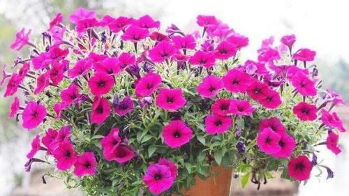  茉莉花|花香最浓的4种花，比茉莉花还香，花叶共赏，栽培容易