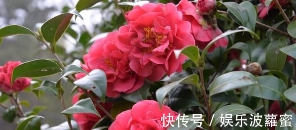 放弃月季吧，此花浇水就能活，赛过牡丹，抗旱又扛冻