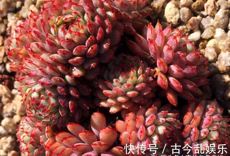 冬美人|养多肉不想买土？试试此8个品种，它们可以说是最不挑土的多肉了