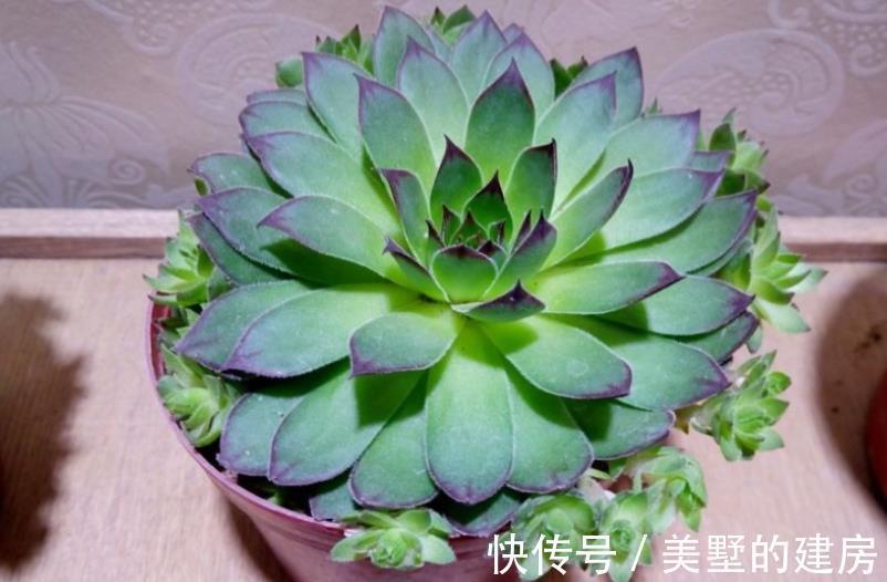 长生草|养长生草甭错过这4款,养好根,状态越来越好