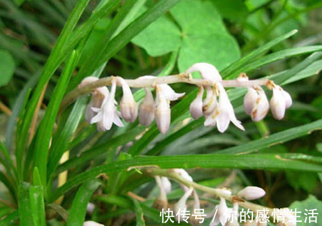 沿阶草苷|被誉为'不老药',果实像珍珠,浑身上下都是宝,你认识吗?