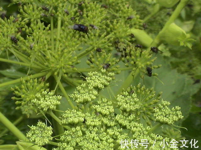 价值|乡下这种野草,具有“长生不老之功效”,价值极高,你认识它吗