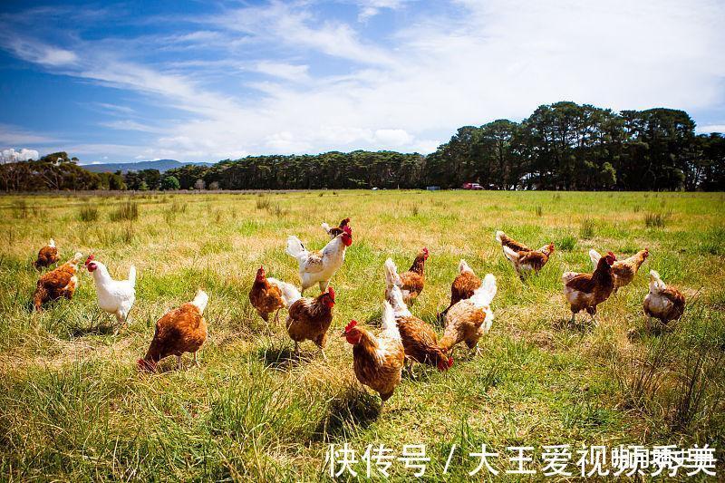 钞票|鸡鸡鸡9月开始挡不住的横财运，赚大钱发大财，钞票滚滚来