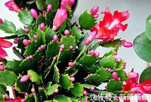 拼盘|7种花，再心动也别买，带回家养不活，新手选择要慎重！