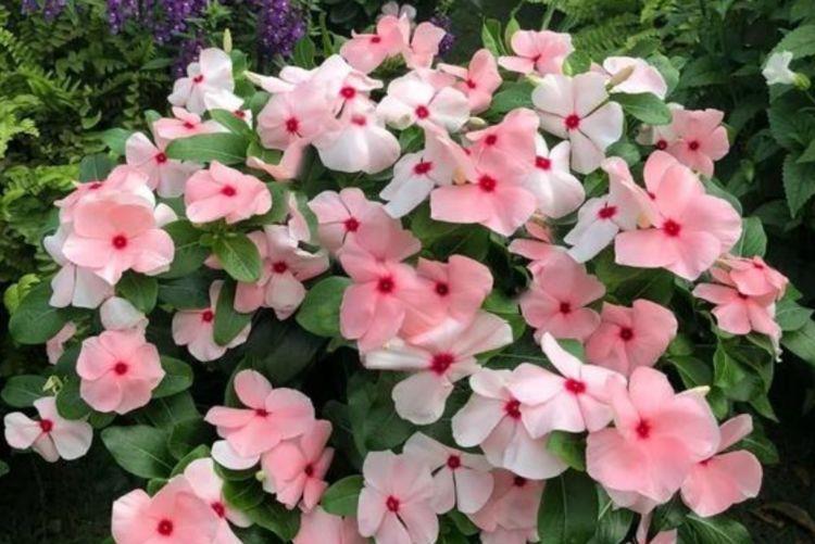 4种漂亮花,好养易活好打理,开起花来拦不住