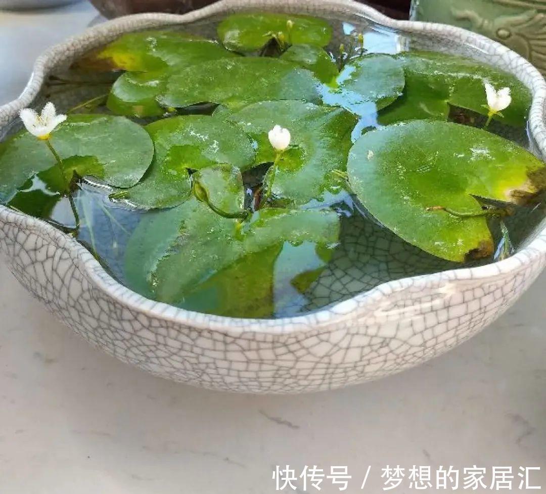 10种花太能喝水，一天一瓢水，7天爆满缸