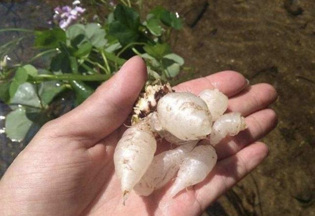 在阴湿的田野里,生长着1种“酸酸草”,根茎像“白萝卜”,珍贵