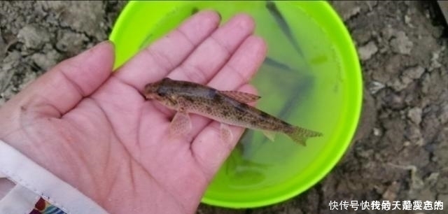 饵料|米饭粒这样用,这个夏季钓鲫鱼再也不怕小鱼闹,不信你就试试看