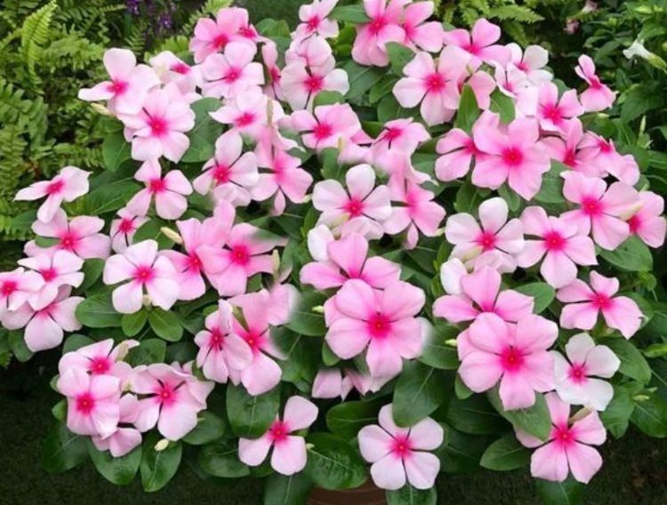 开花量大的几款花卉，开花勤爱爆盆，一年四季花开不停