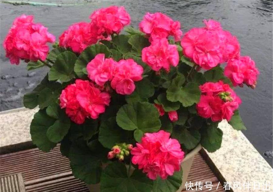 降温|天竺葵怕热度夏难?现在做好5件事,不黑腐根系壮,下波开爆盆