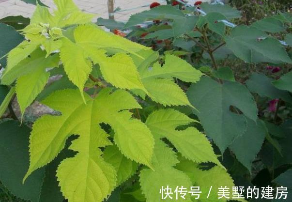 益气|构树就是这么牛，浑身都是“宝”，果实益气补肾，树汁能治牛皮癣