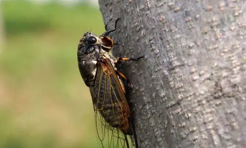 寒蝉|立秋之后,寒蝉鸣