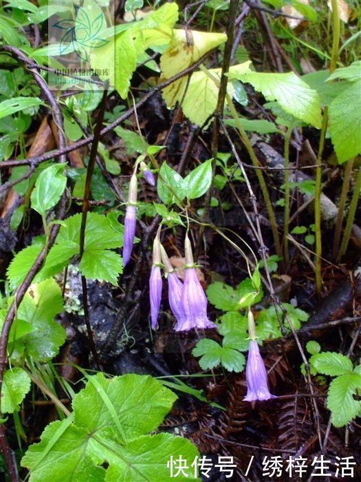披针形|小筋骨藤,见过吗?舒筋活络,接骨。治骨折、筋伤