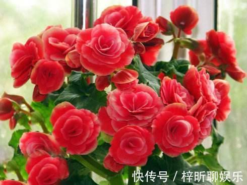 光照|养丽格海棠，这4个“养护细节”别忽略，花苞多，一年四季开花！