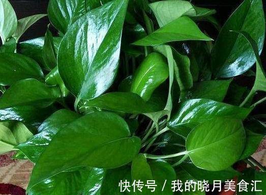 想要叶片油绿，开花旺，教你4招小技巧，轻松搞定所有花肥