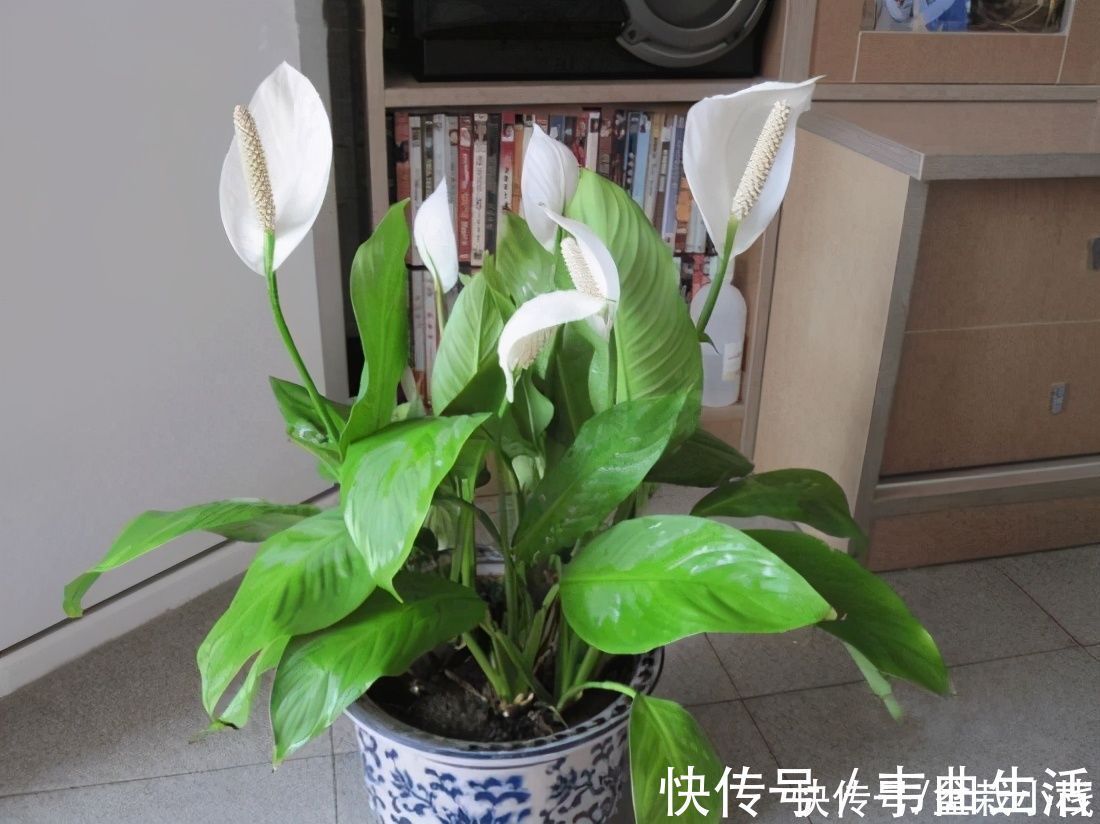 室内养花,就养4种“空气卫士”,人称天然净化器