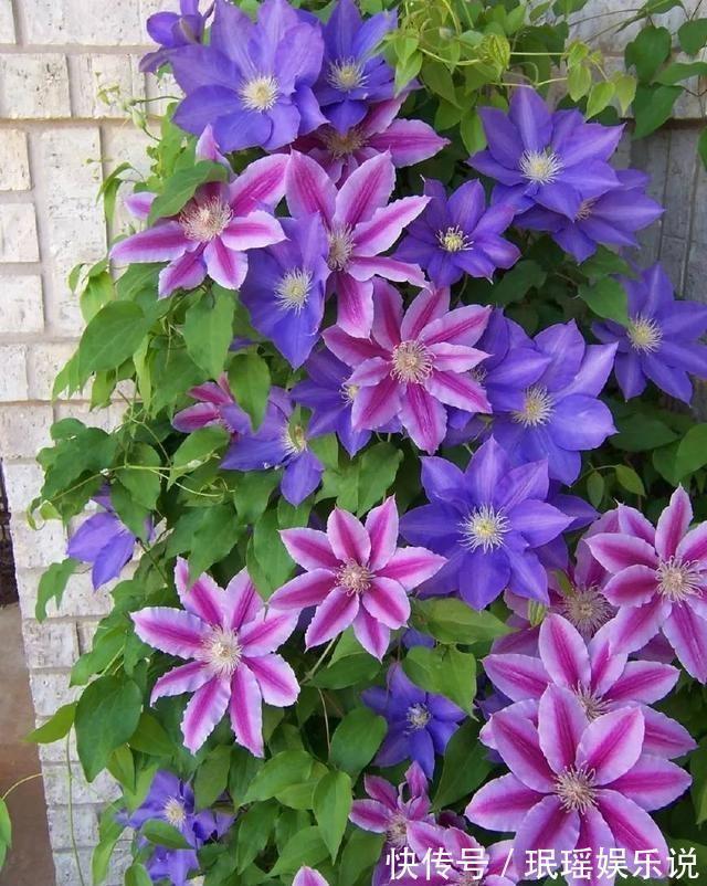 家有小院?养几种“不死花”,从来不用管,花开一片,延绵不断