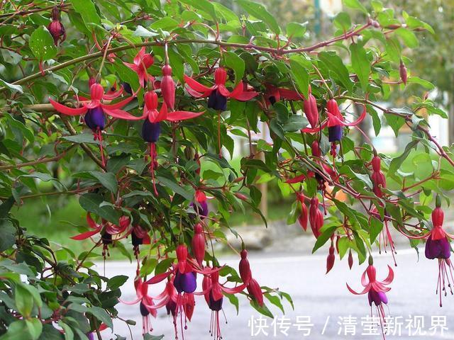 吊竹梅|找个“晾衣杆”养这6种花，顺着杆子长，不占地花朵似灯笼垂下来