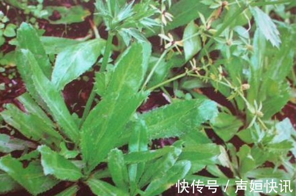 含量|老年人补钙不如多吃野菜,钙含量不输于牛奶,多吃身体更健康