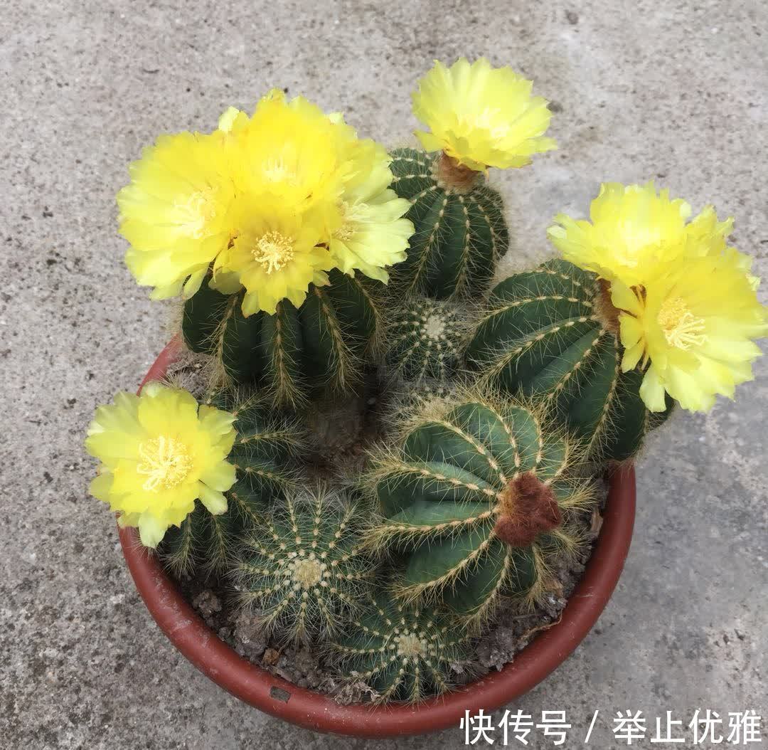 霜降马上到啦!天气降温,在家里摆上这三种花,不但养人而且好看