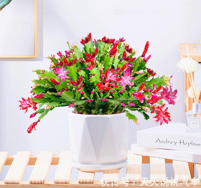 立冬后，养这10种花，切记不能多浇水，养不活都是由于手太勤